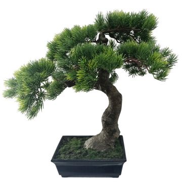 Bonsai