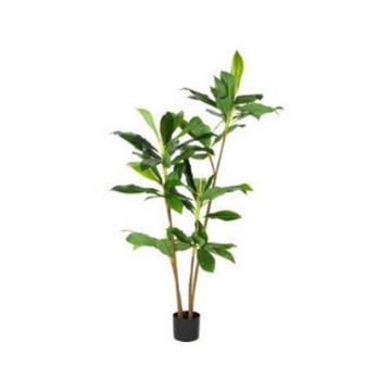 Dracena