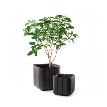 Ghiveci Cube Planter M Antracit