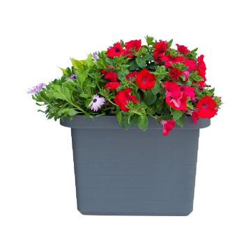 Ghiveci gri cu sistem de auto-irigare 27 l Berberis Uno - Plastia