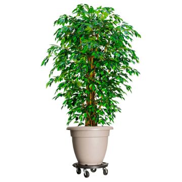 vidaXL Cărucior pentru plante cu roți, diametru 40 cm, negru, 275 kg