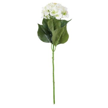 HORTENSIE