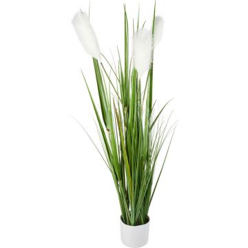 IARBĂ DECORATIVĂ