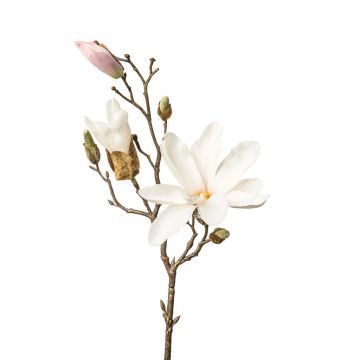 MAGNOLIE