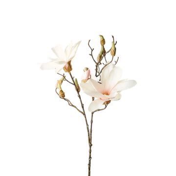 MAGNOLIE