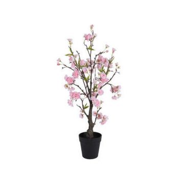 PLANTĂ DECORATIVĂ