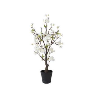 PLANTĂ DECORATIVĂ