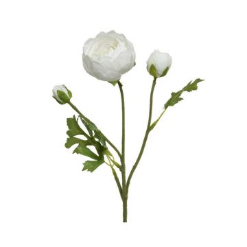 RANUNCULUS