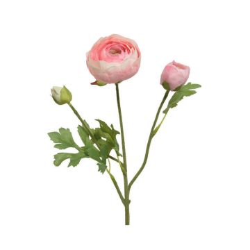 RANUNCULUS